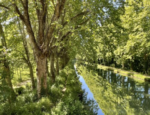 Vacances en groupe dans le Lot-et-Garonne : pourquoi les grands domaines séduisent de plus en plus